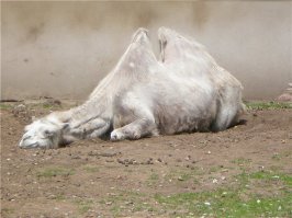 Спят усталые зверушки 