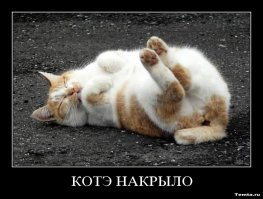 котэ-зайка