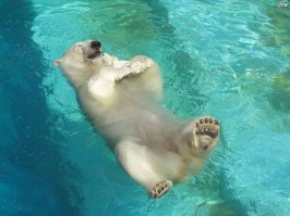 Лучшие фотографии животных со всего мира за неделю