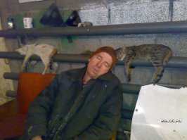 Коты, познавшие науку сна