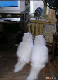 Вас ожидает кот