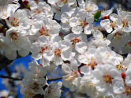 это я радуюсь весне и жду когда же распустятся деревья и расцветёт эта красота