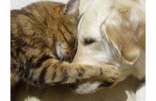 Кошки - самые лучшие друзья собак