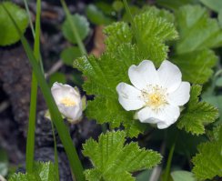 цветущая морошка