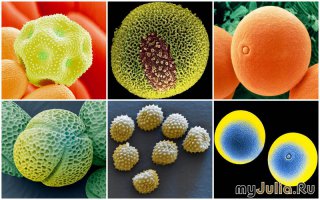 апельсин под микроскопом