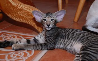 что ты сказал, хозяин?