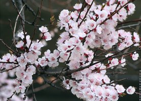 скоро такая красотища будет цвести