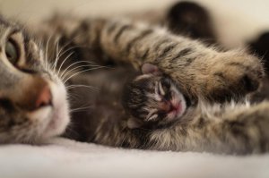 Животные, которые любят тепло больше всего на свете