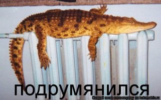 Животные, которые любят тепло больше всего на свете