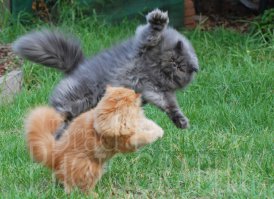 дымок напал на огонёк