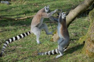 Пан или пропал: потрясающие фотографии разборок диких животных