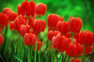 Фотоподборка за 21.04.2015