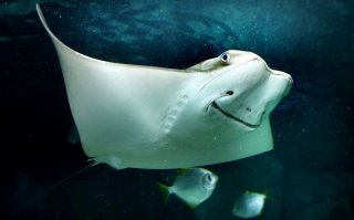 Улыбки, перед которыми невозможно устоять