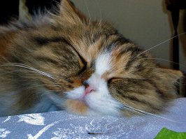 Улыбки, перед которыми невозможно устоять