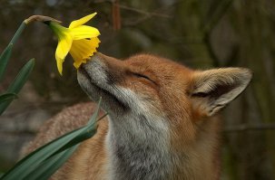 20 животных, наслаждающихся весной