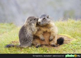 20 животных, наслаждающихся весной