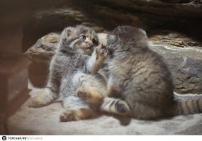 маленькие манульчики