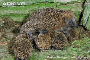 30 заботливых родителей: животные и их малыши