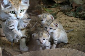 Барханная кошка с котятами (очень редкий вид семейства кошачьих, обитают как правило в степях и пустынях)