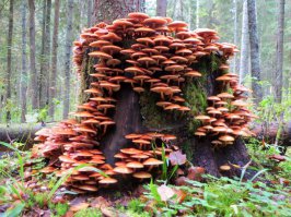 Какой прекрасный пень!