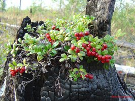 Какой прекрасный пень!