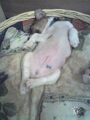 Мой храбрый щенок не побоялся, что его разорвет во сне...:)