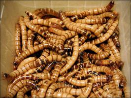 Зофобас ням-ням