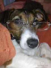 Наши умные питомцы