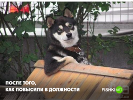 Если бы собаки работали в офисе