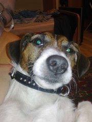 Микитка, с 1 апреля тебя!;) 
Шикарные кошки, если бы не мой охломон, с удовольствием попросил у тебя красоту такую, а так боюсь, неблагонадёжный он у меня.
Удачи!!!