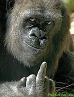 Как отбиться от напавшей собаки?  