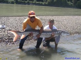 Каспийская килька