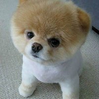 Милота