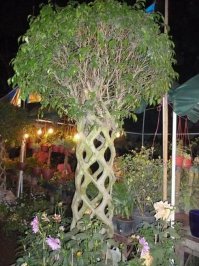 27 деревьев, которым не страшны никакие трудности