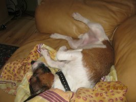 21 собака, знающая, как поудобнее устроиться на диване 