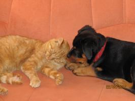 Моя собака с кошкой!