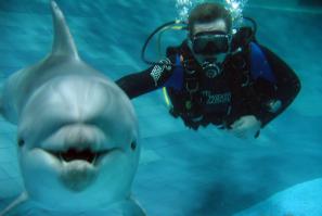 Ja plaval meste s delfinami, eto filmah kruto v zhine stromna! Pod vodoi etot lev, eto vobhe zhopa!