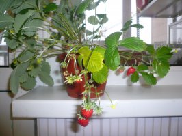 Вот мои лесные(домашние) ягоды, только на окне, и это зимой, летом их куда больше