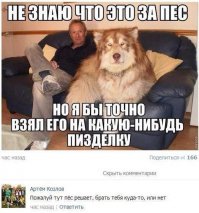 25 здоровенных псов, которые считают себя маленькими собачками 