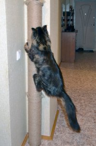 Труба от рулона линолеума, удачно висящий турник, клей ПВА, пара креплений и шпагат. Минимум затрат - максимум восторга у кота.