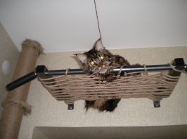 Труба от рулона линолеума, удачно висящий турник, клей ПВА, пара креплений и шпагат. Минимум затрат - максимум восторга у кота.