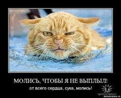 Кастрация кота в домашних условиях