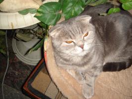 Пост кошачьей славы