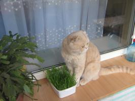 Пост кошачьей славы