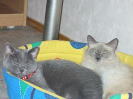 Пост кошачьей славы