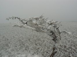 А как вам вот такая изморозь?! Белогорский район, февраль 2011 г.