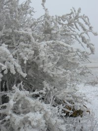 А как вам вот такая изморозь?! Белогорский район, февраль 2011 г.