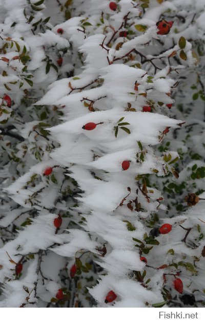 Начало октября в Крыму, как правило, почти еще лето. Исключением стало 6.10.2013, когда резкое похолоданием засыпало снегом Крымские горы и еще зеленые леса. Плато Караби...