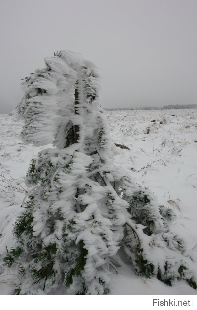 Начало октября в Крыму, как правило, почти еще лето. Исключением стало 6.10.2013, когда резкое похолоданием засыпало снегом Крымские горы и еще зеленые леса. Плато Караби...