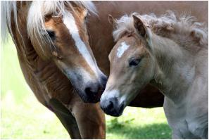 Трогательные моменты из жизни животных и их детёнышей